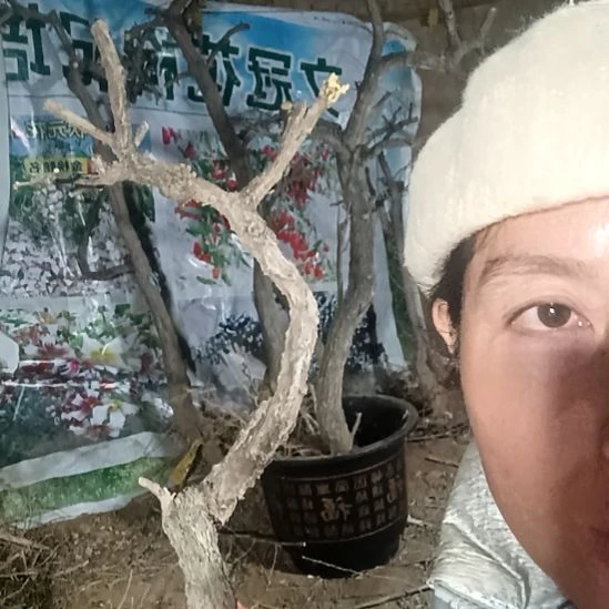 嘿***嘿完全开放枸杞树一颗