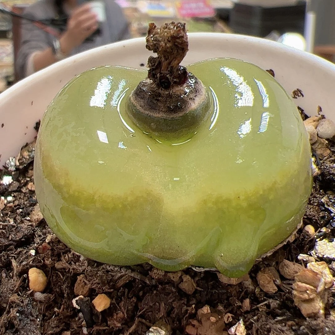 【闪购商品】179 带盆