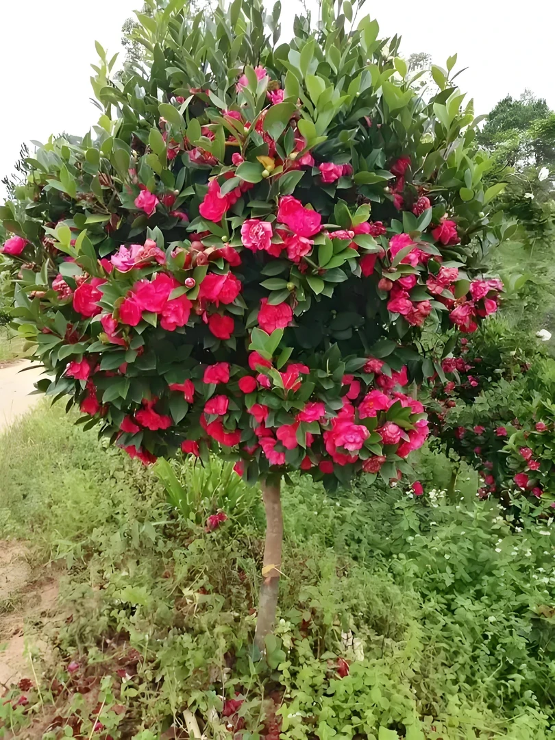香妃茶花树大颗盆栽浓香型花卉庭院别墅大型绿植景观树(一物一拍)