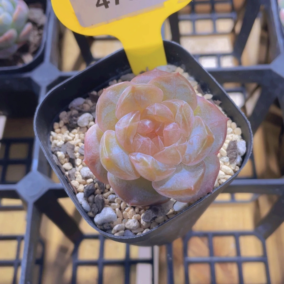 478号 全状态糖心梨落珍妮