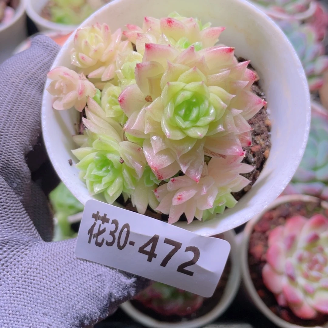 花利美30-472幻影群