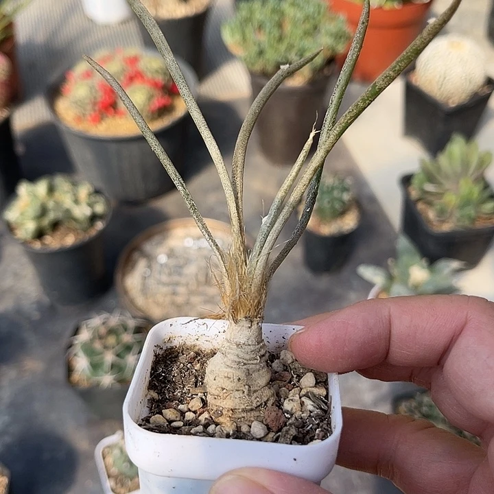 无花朵实生美杜莎一物一拍下单包邮