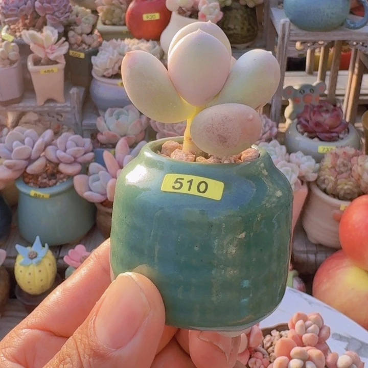 呼***呼一物一拍编号510