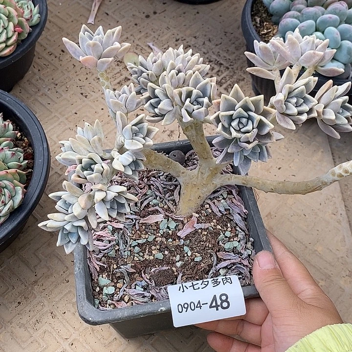 记得拍冷链淡雪缀48