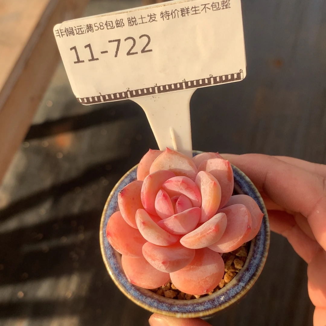 奶盖精品多肉植物58包邮