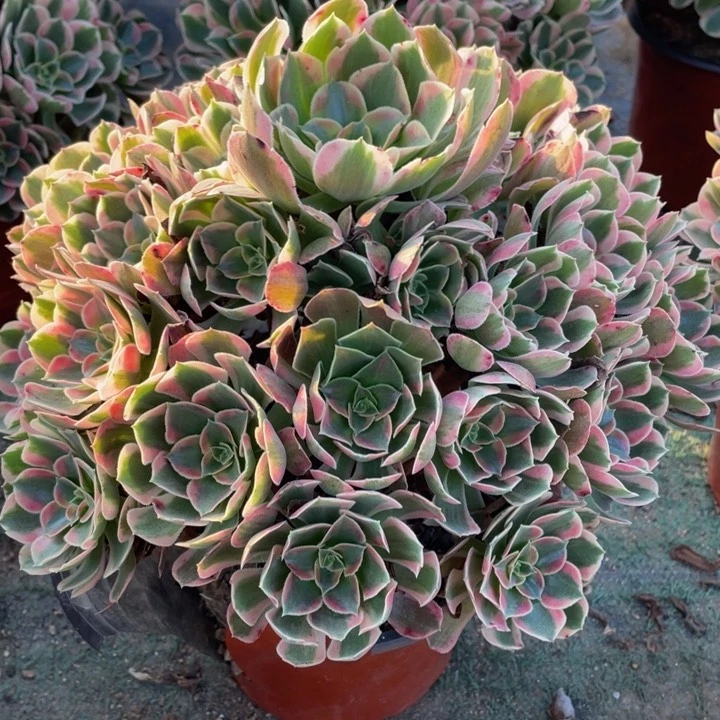 763妖月精品法师多肉