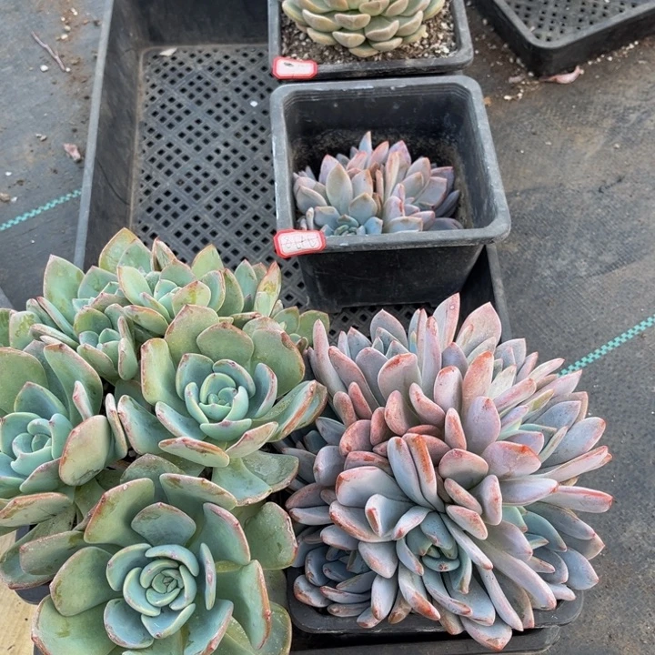 泡***沫容晶橙子两颗白月光一颗