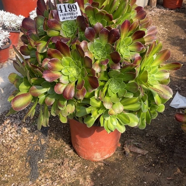 199号夜光杯多肉植物