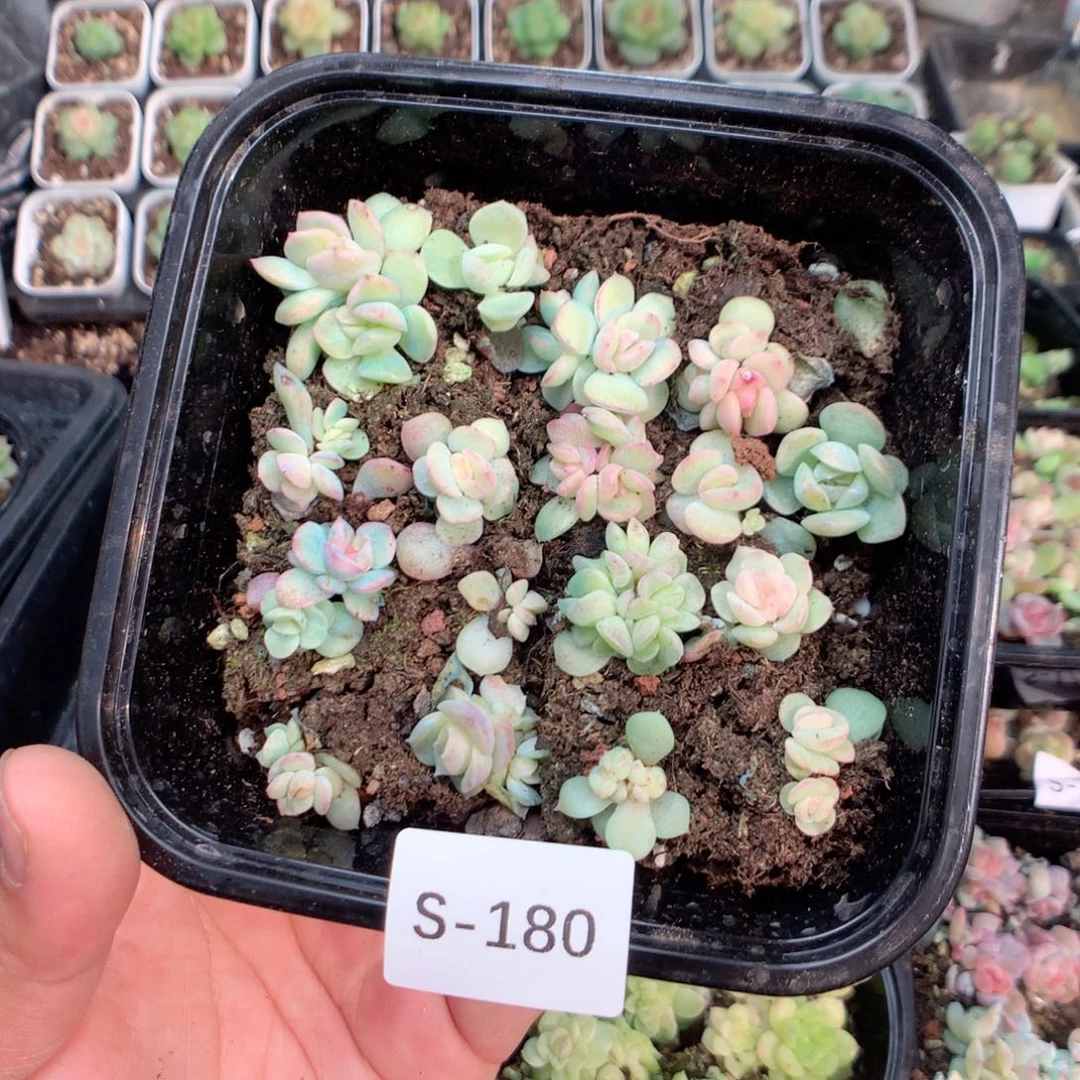 无花朵S80英语英语
