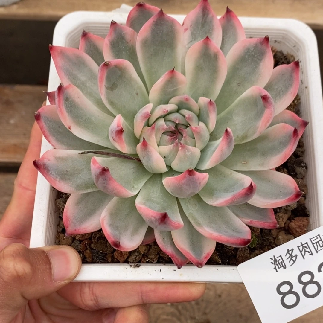 吉娃娃多肉植物8821