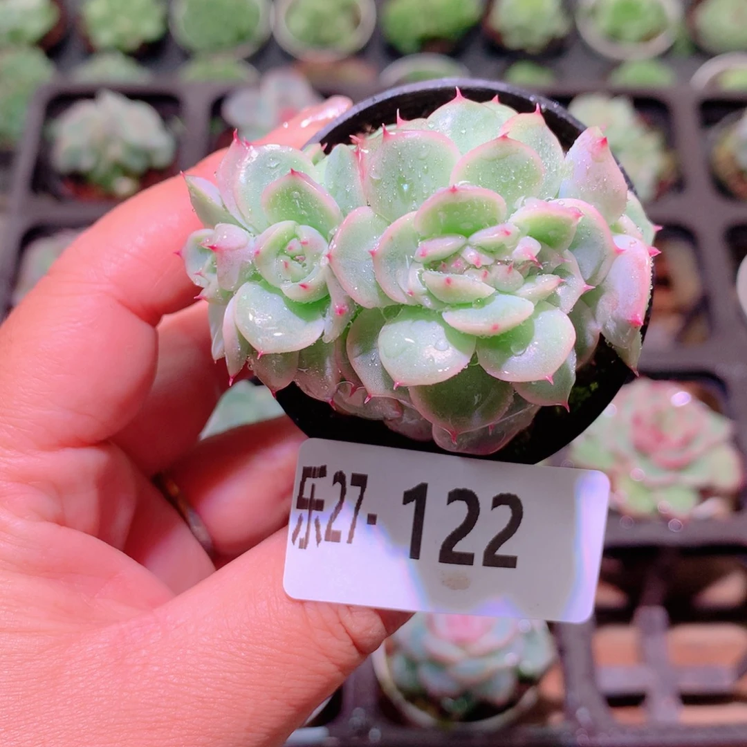 乐然27-122 新品群