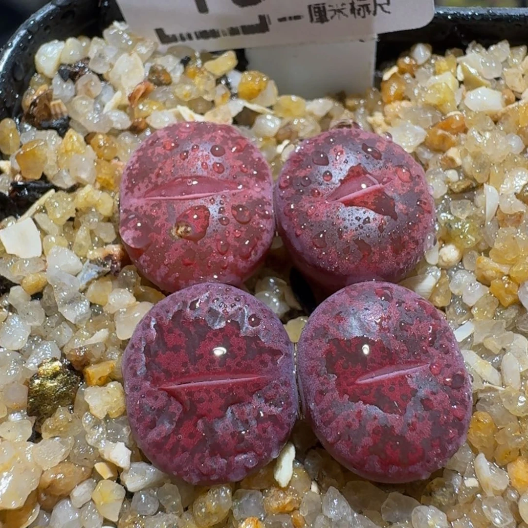 zzzz生石花肉锥1538