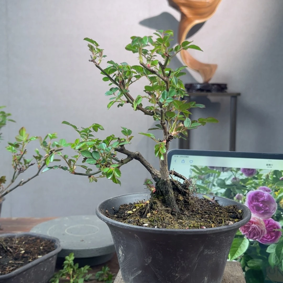 微月季盆景11111用****9