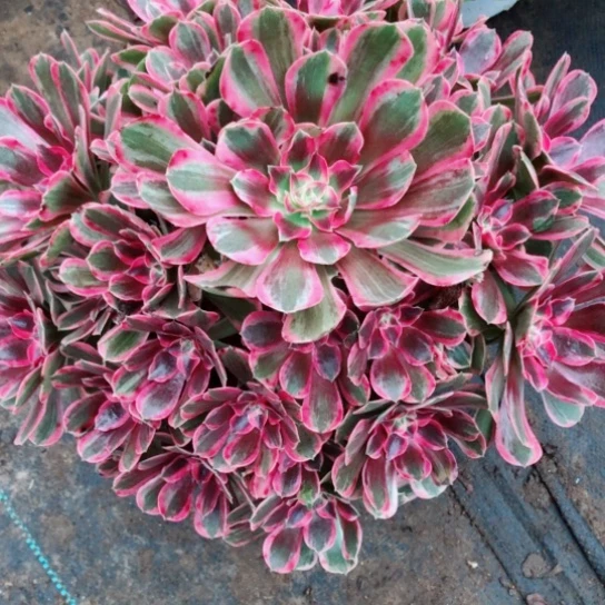 z***v无花朵男神法师多肉植物107号