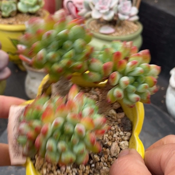 弥鹿之森多肉蓝苹果