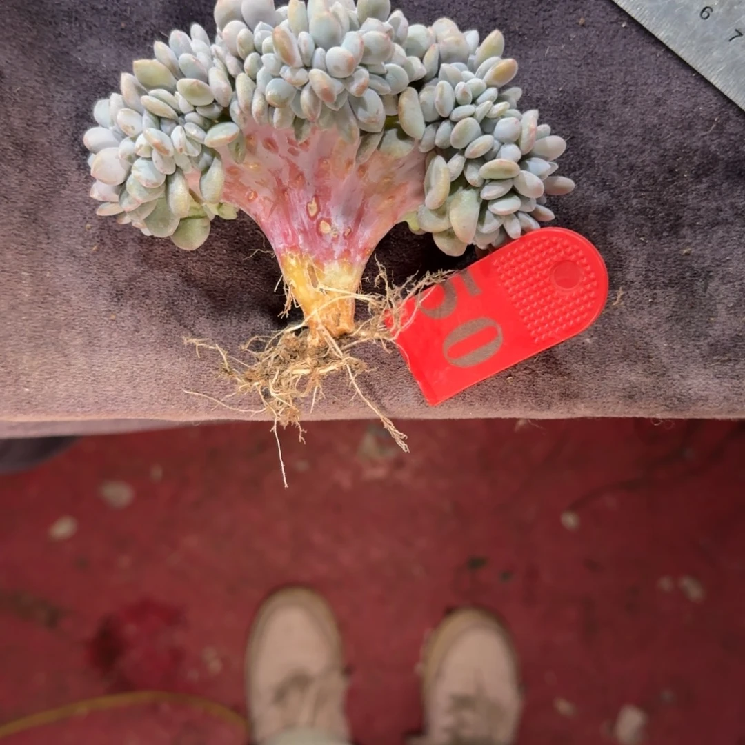 粉兔缀化一物一拍50