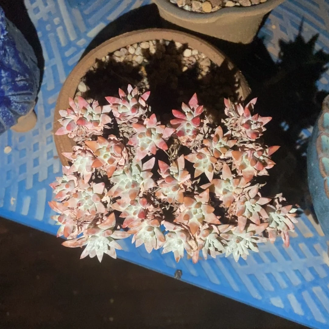 韩菊多肉植物啦啦啦
