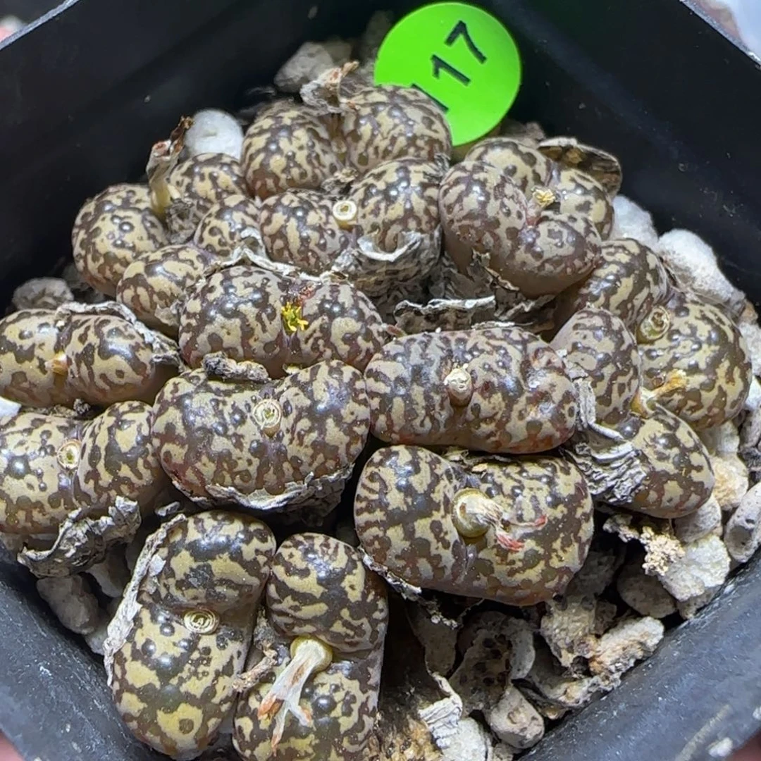 漂漂亮亮多肉植物117