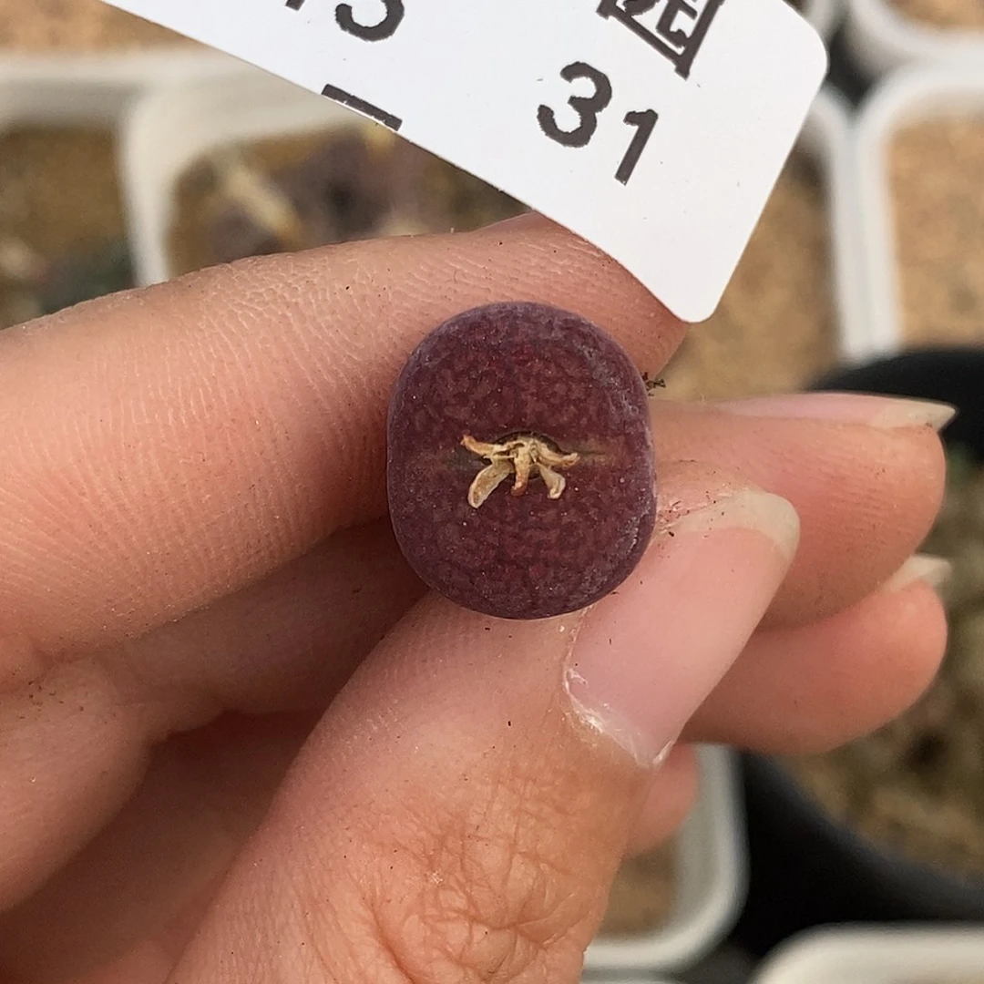 乔*15-31-下播福利杂交。