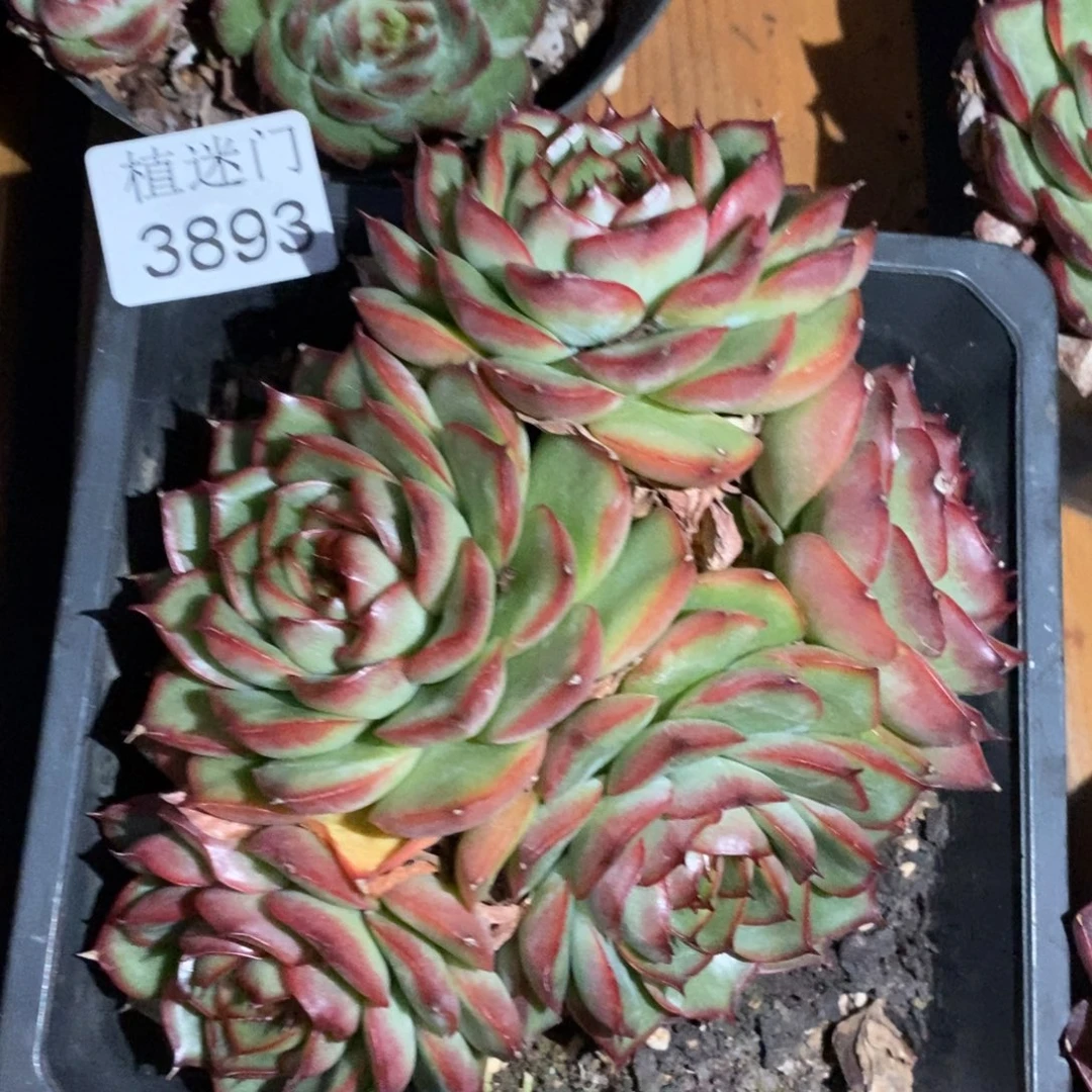 奶****杂交精品多肉3893~12厘米