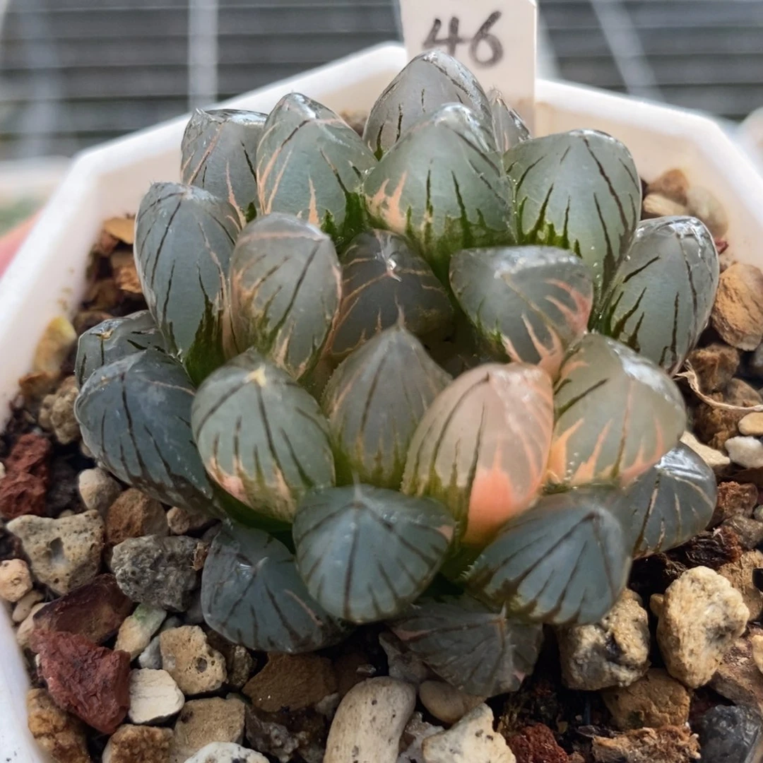 46霓虹灯玉露锦，，，