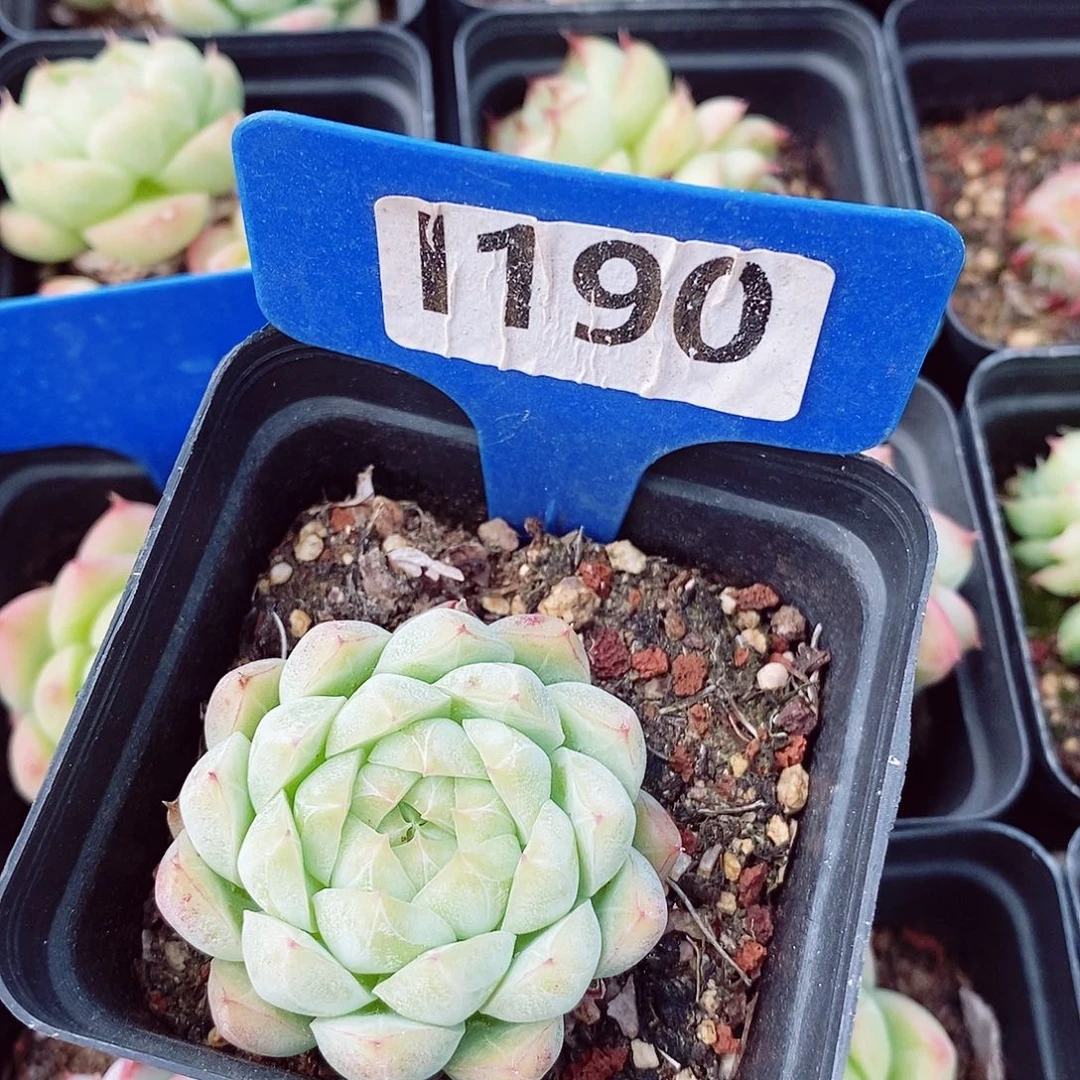 新品5cm多肉植物