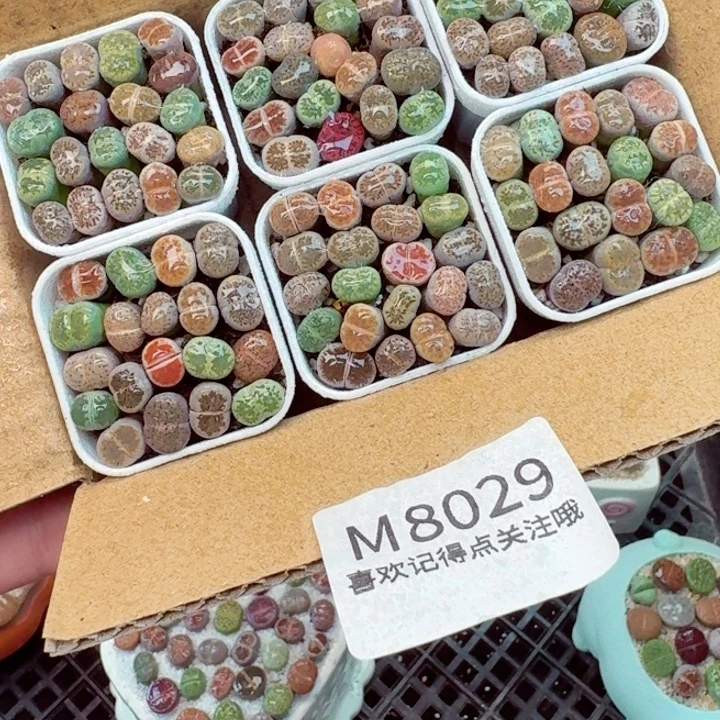 8029零下地区记得拍保温箱