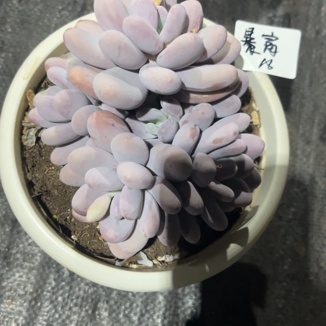 祝**富鸡蛋美人多肉植物