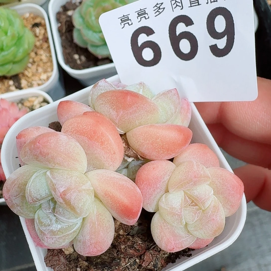 粉糖心冰玉            精美多肉植物