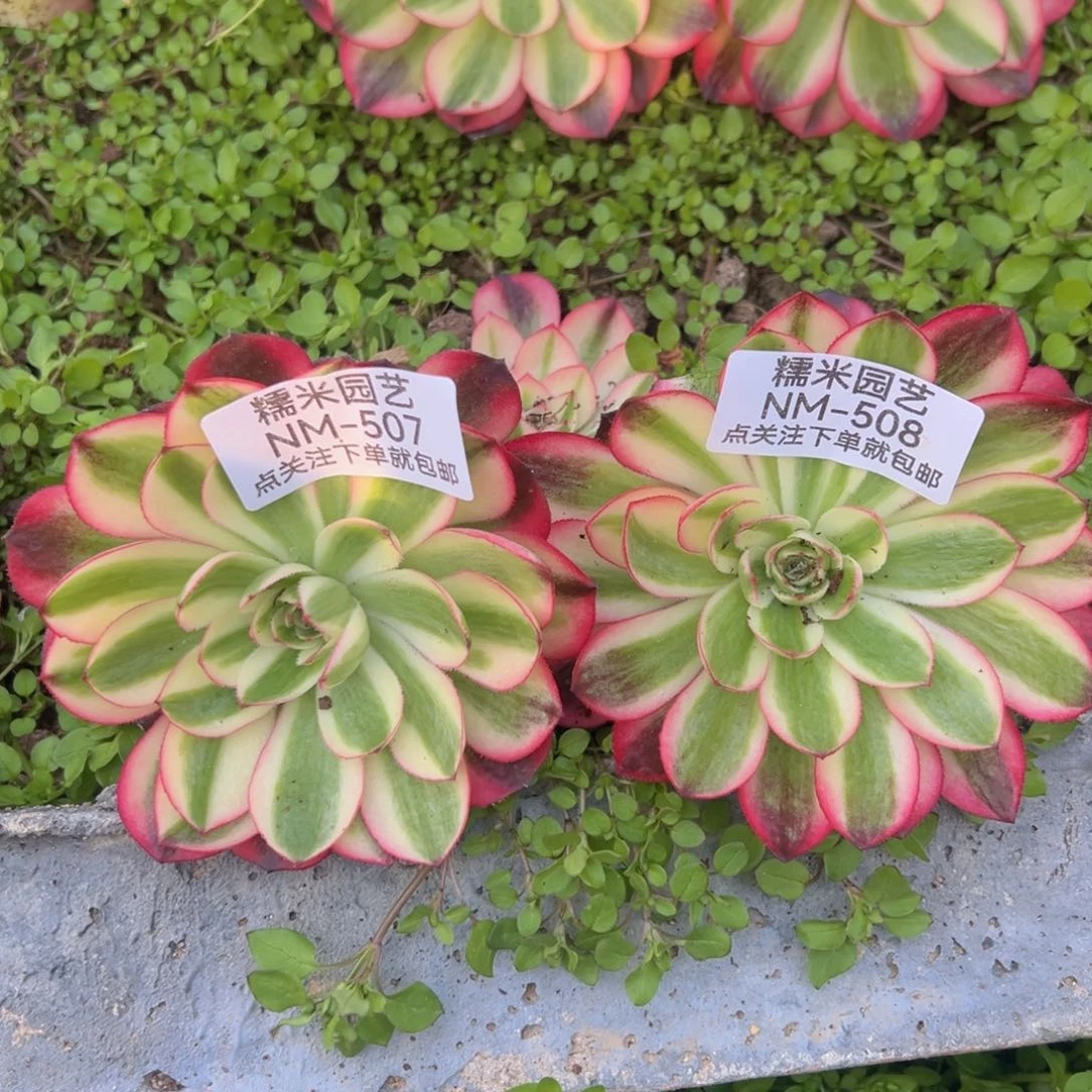 荔枝两颗多肉植物507-08