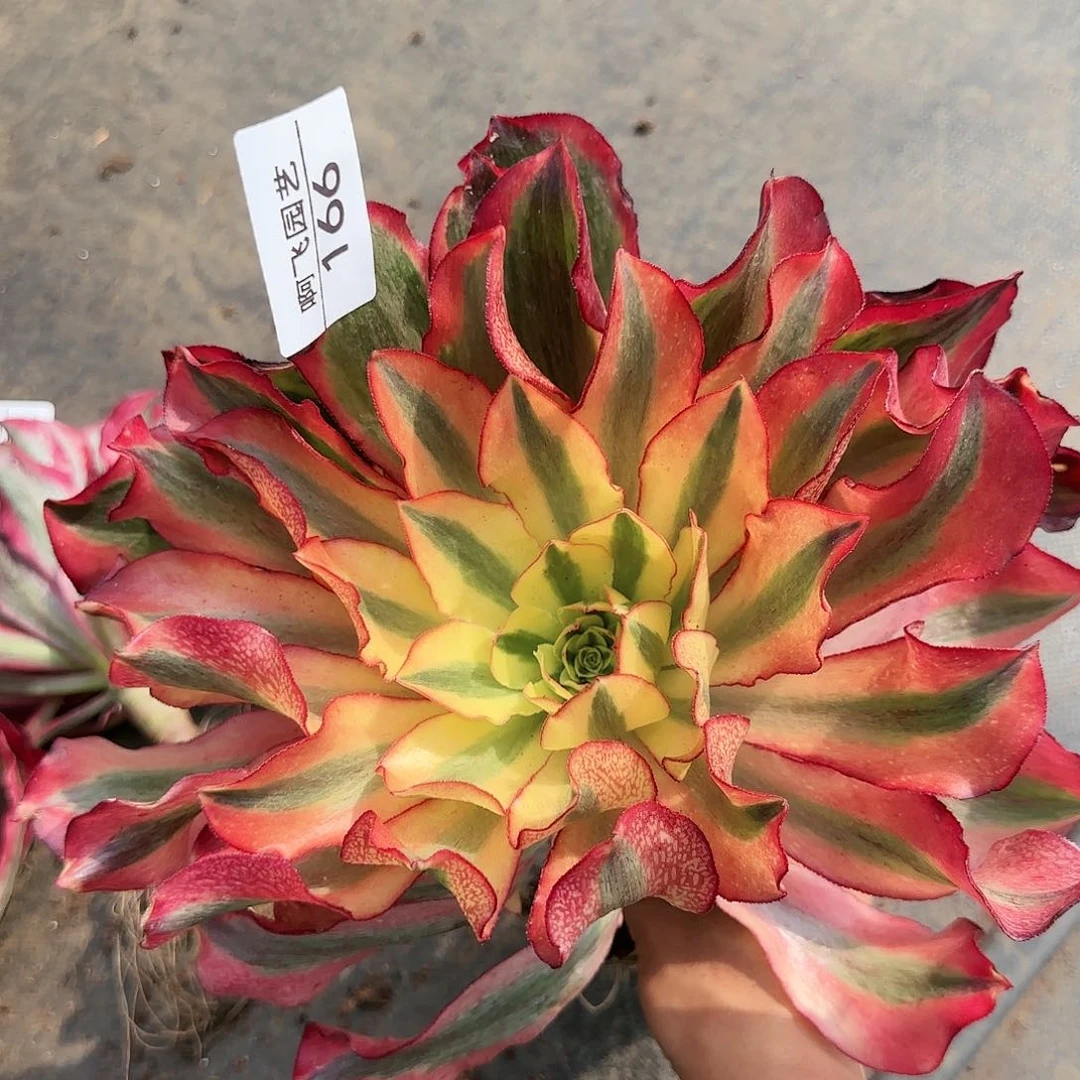 166多肉 魅影带侧芽