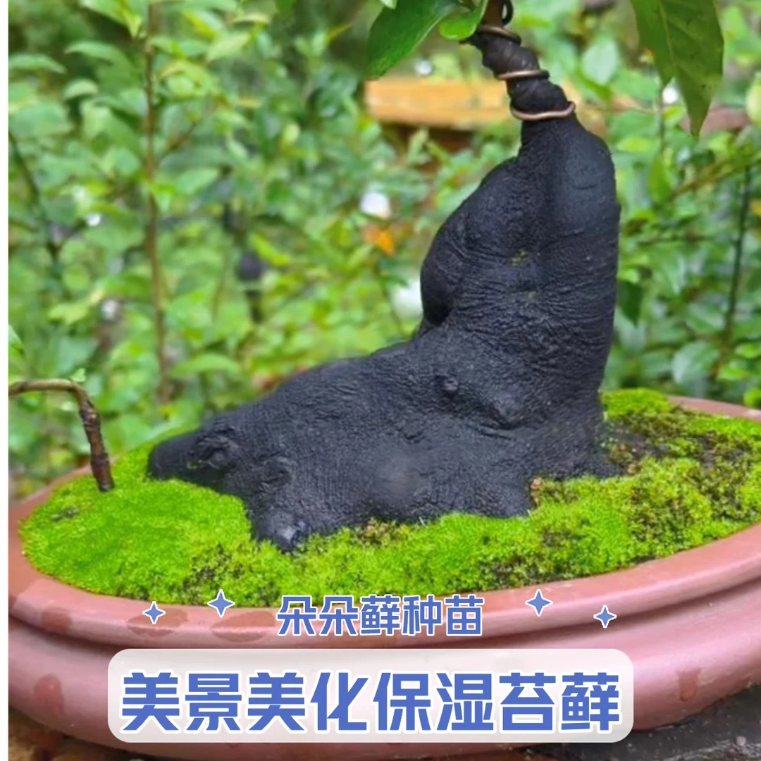 苔藓青苔朵朵藓苔藓铺面短绒藓苔藓微景观鲜活苔藓吸水石苔藓种苗