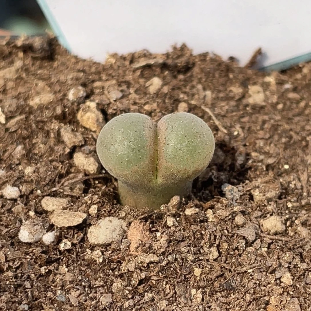 14-24风铃b23多肉植物