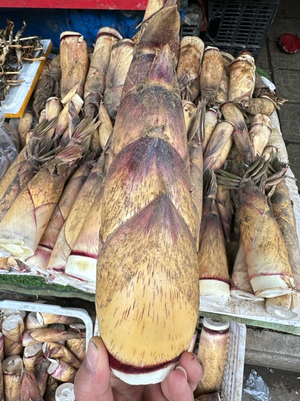 云南山上应季新鲜甜竹笋