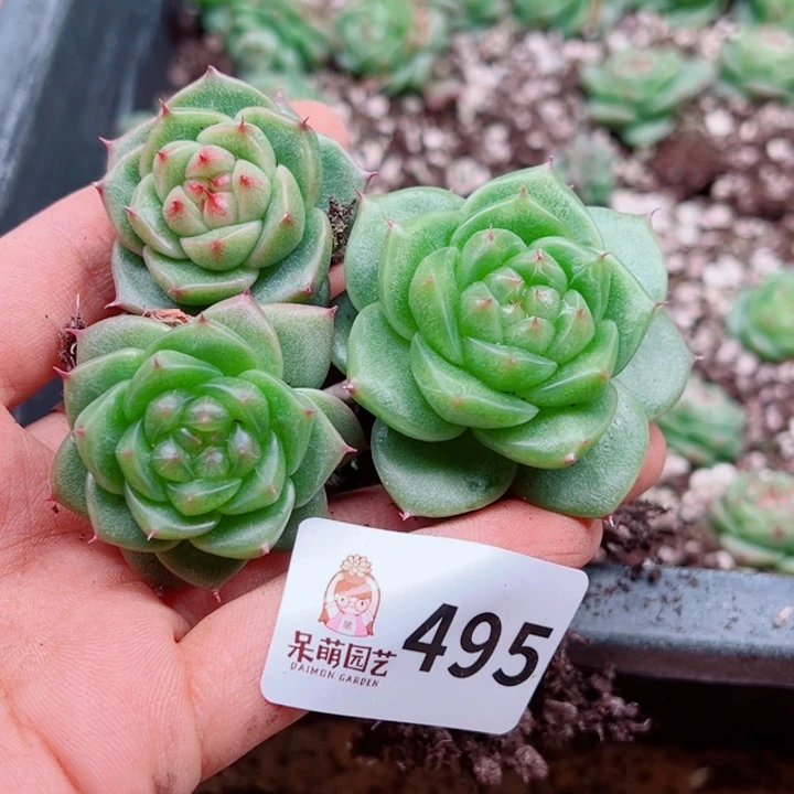 L***S多肉植物多肉植物