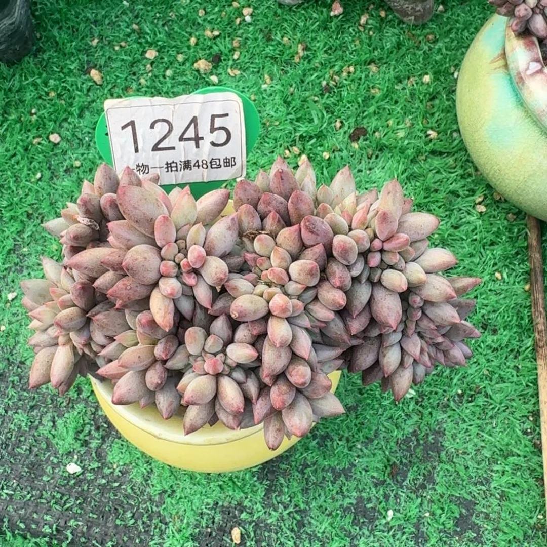 红蜻蜓缀化彩体开播福利