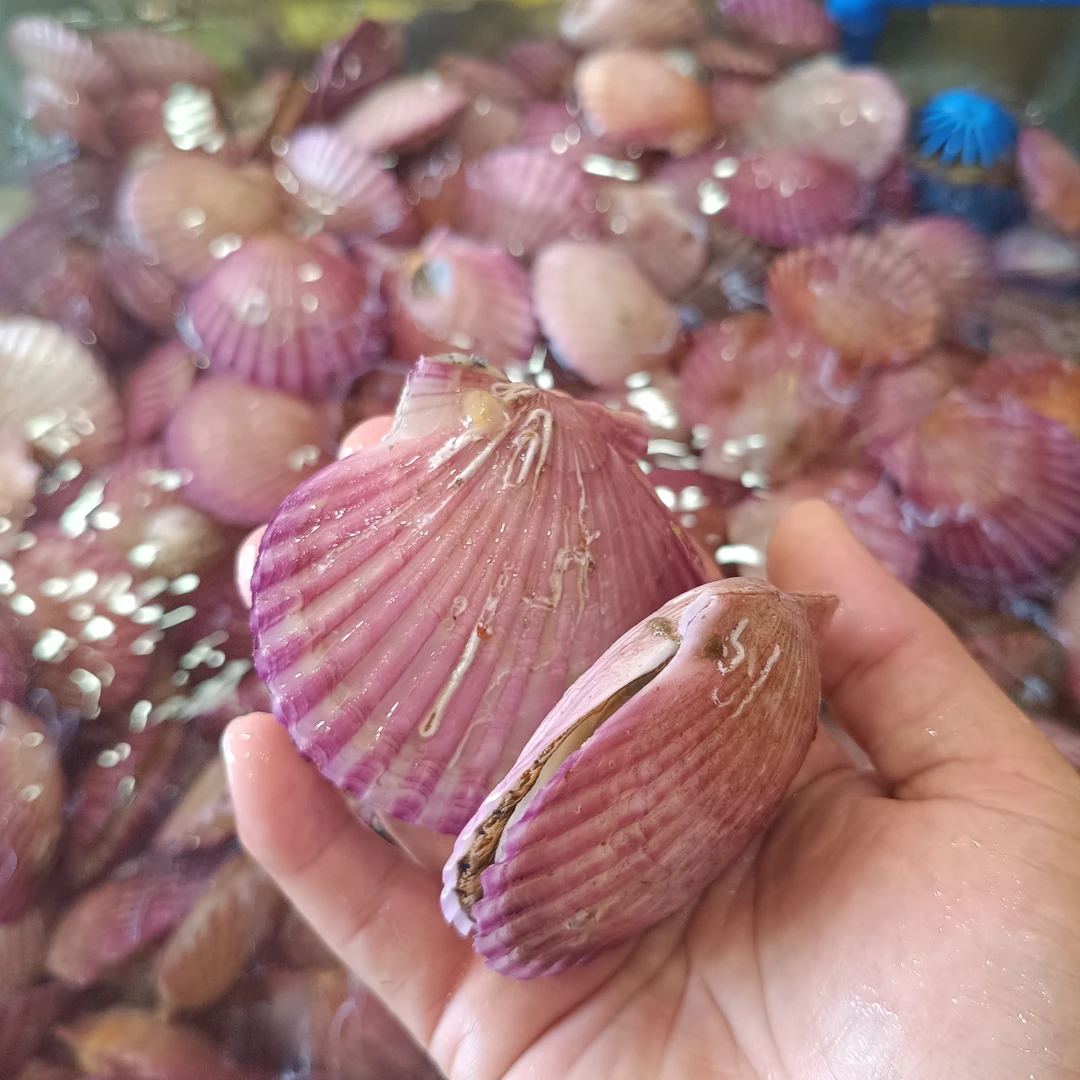 鲜活小红贝(1000g)