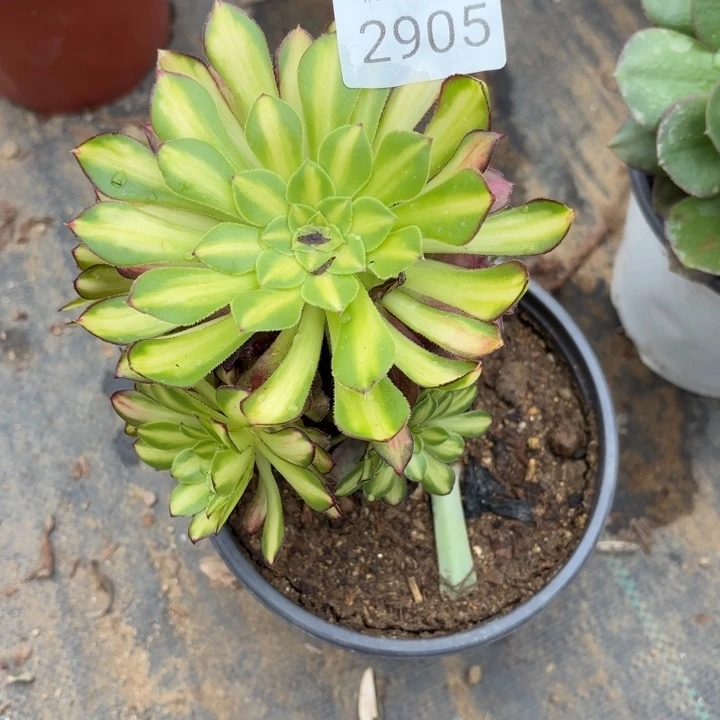 铜颜多肉法师2905