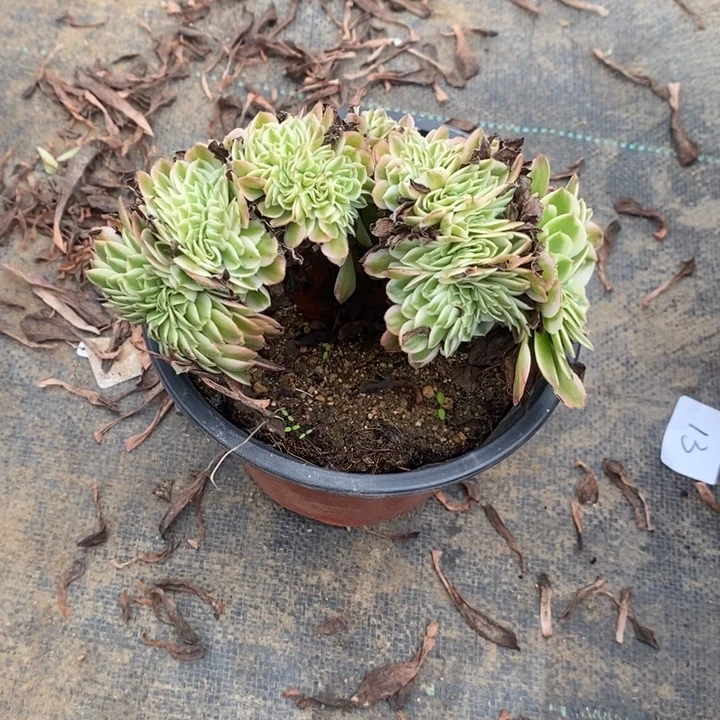 倾城缀多肉植物035