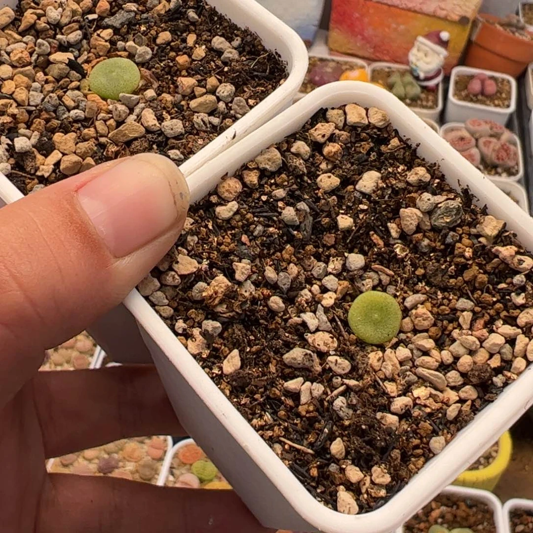 ?****灬422多肉植物百科