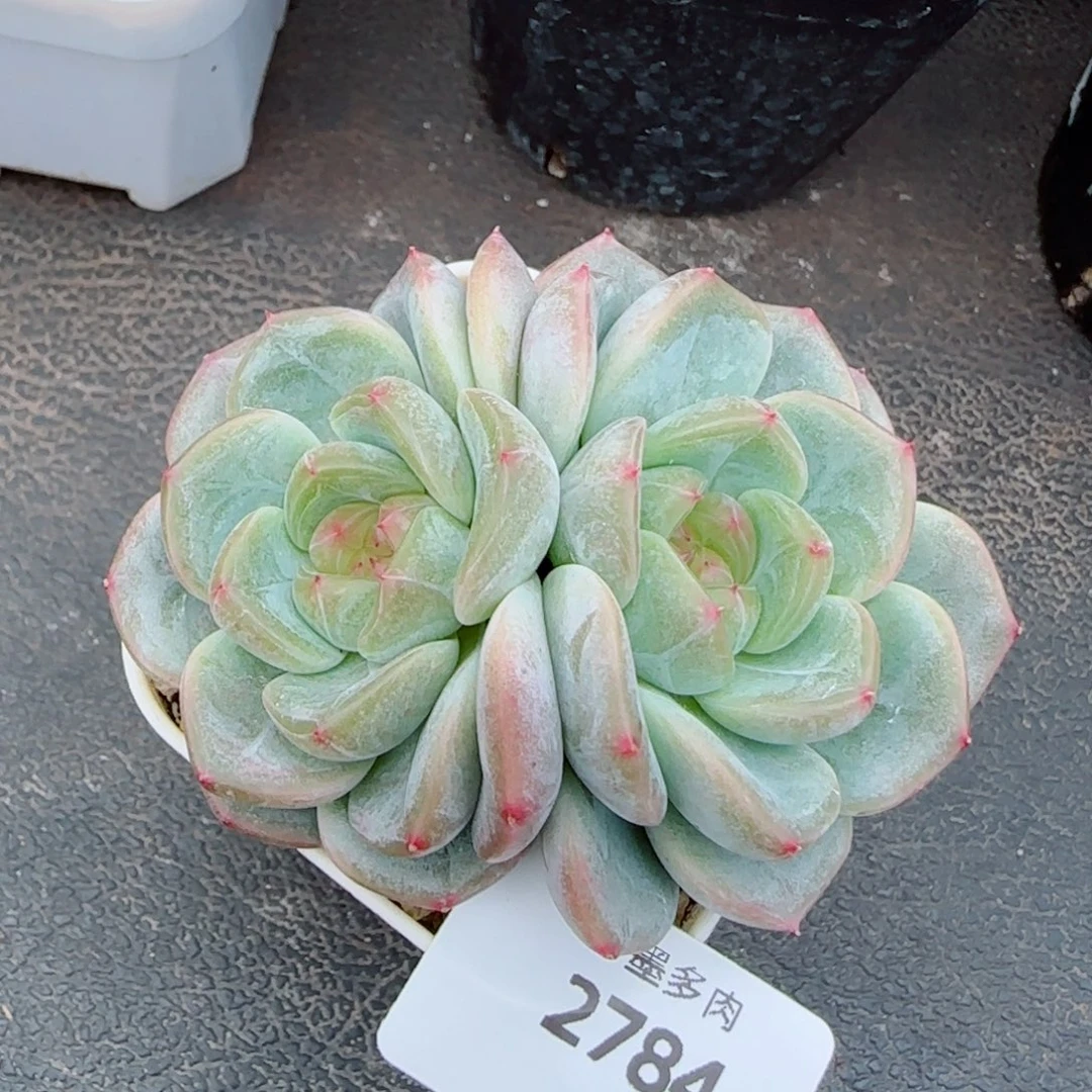 甜心，2784多肉植物