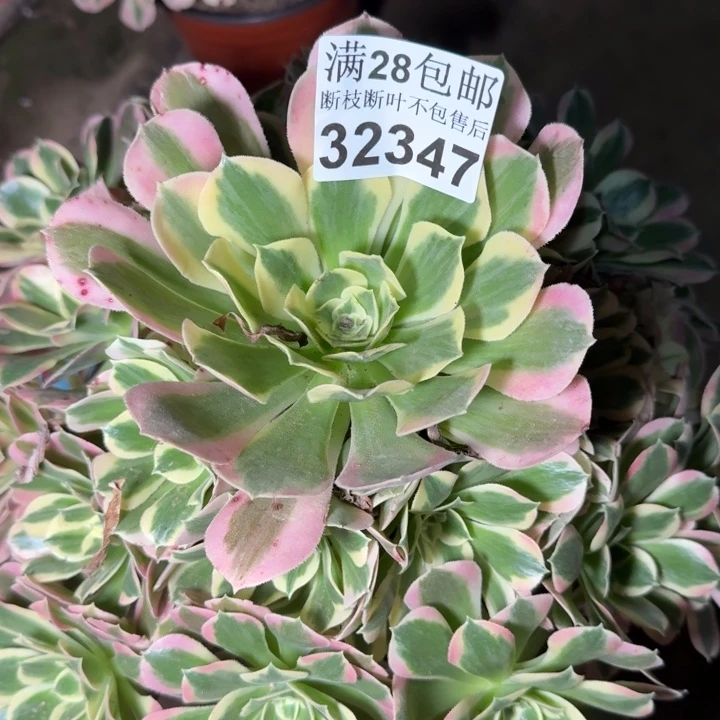 32347白凤多肉枝植物
