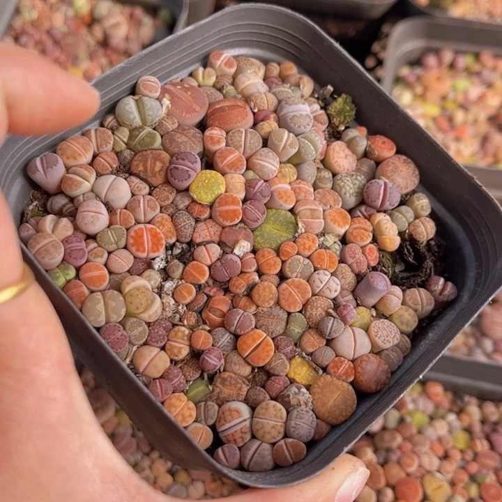 十方杯彩混888888888888