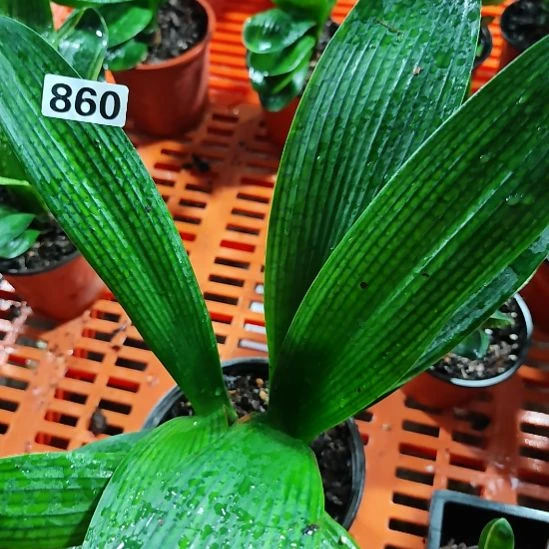 完全开放860000000