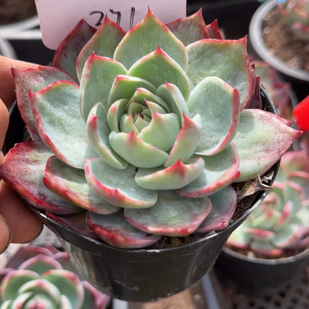 惊鸿一物一拍包装收缩花旱371