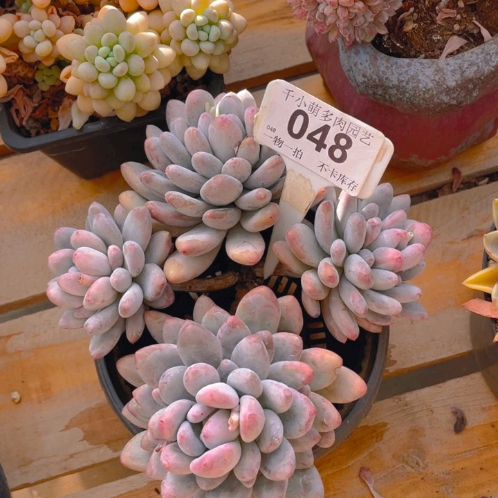 P**o谢谢你的支持00000048