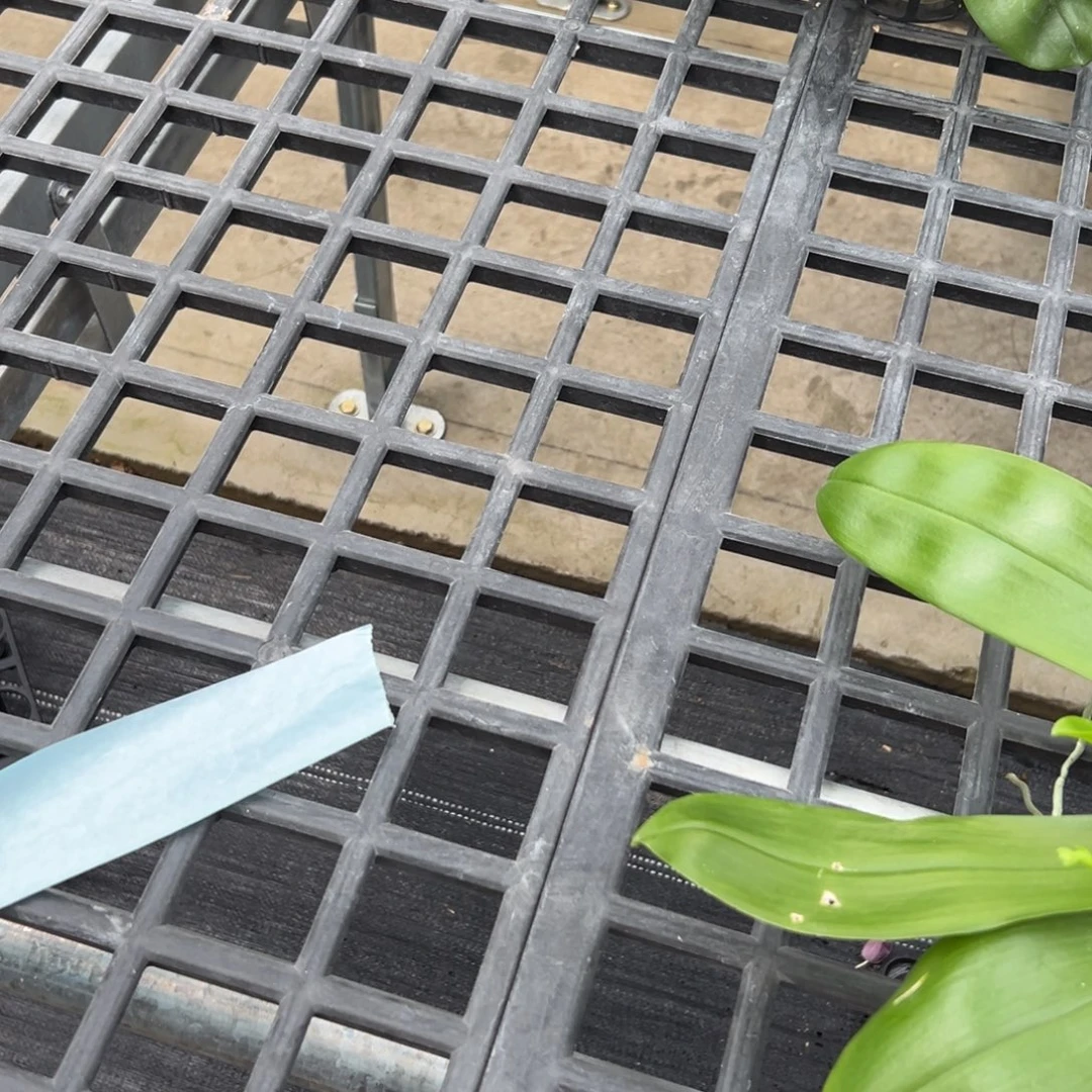 真***活大部分开放少量花苞