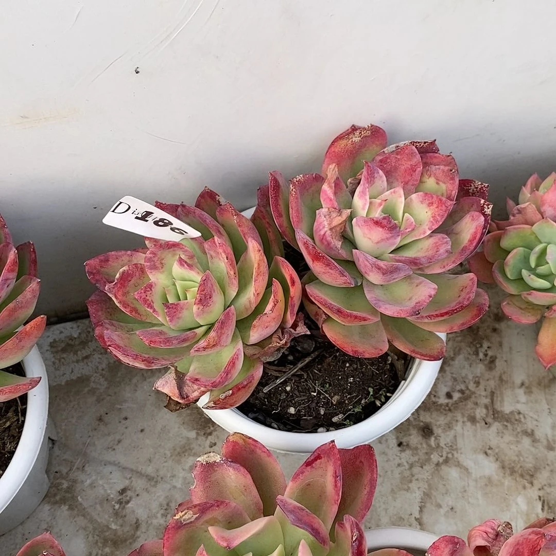 用****0186乔伊多肉植物