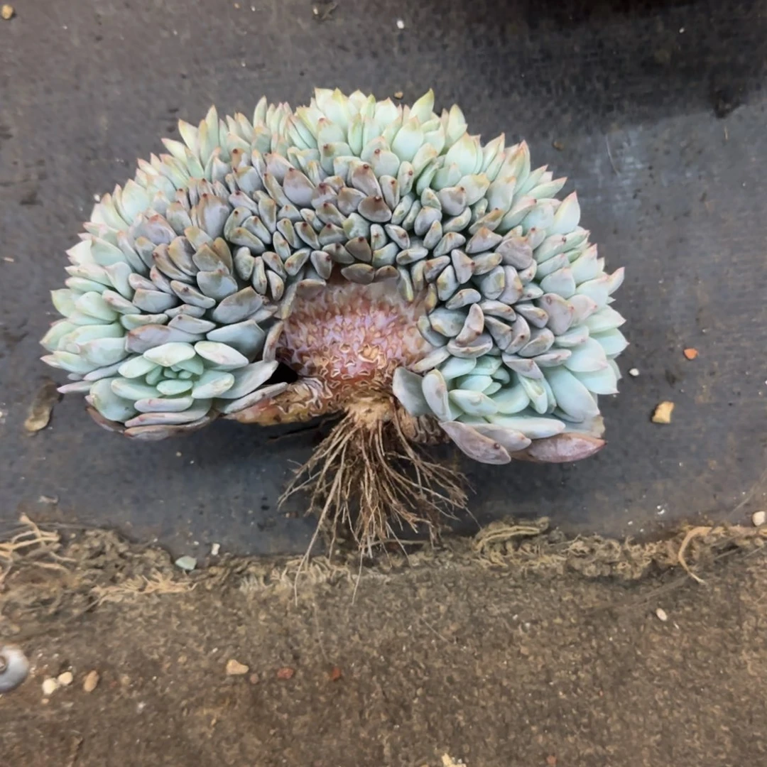 片*多肉植物一物一拍