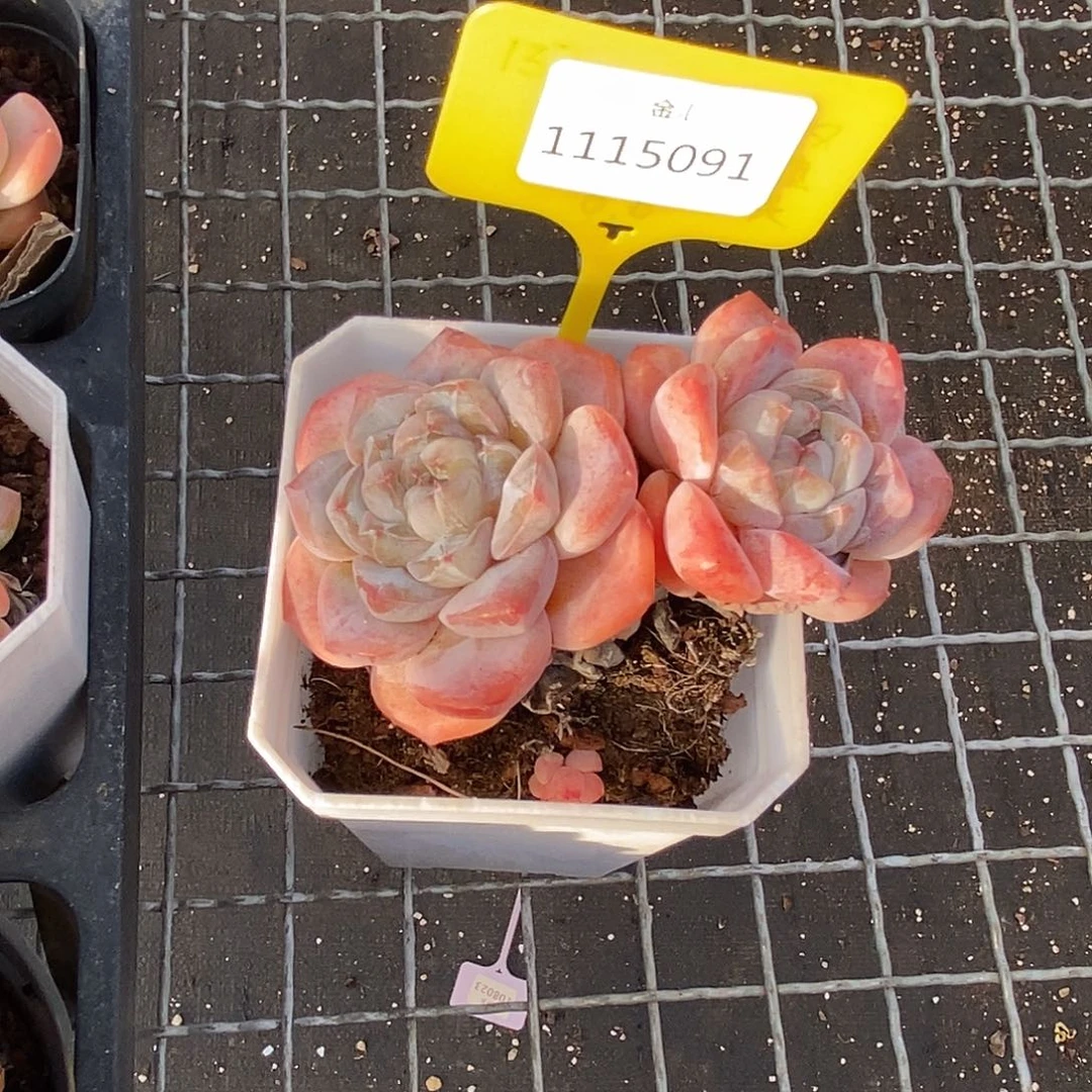 喵*呀1115091珍妮，多肉